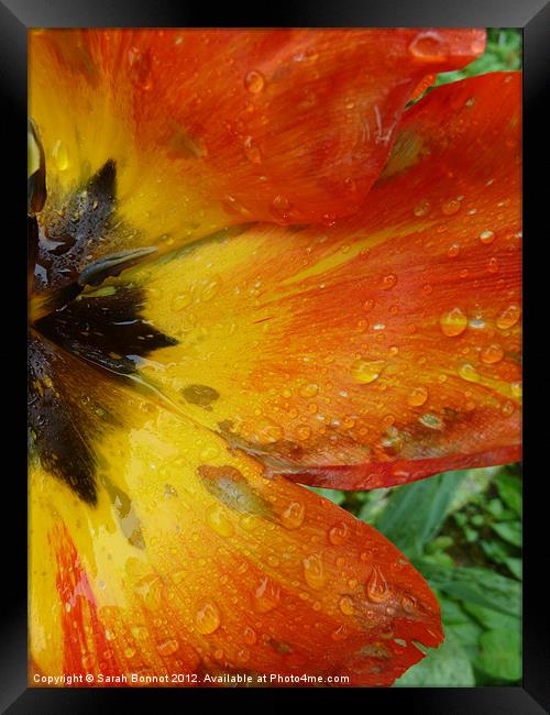 Tulip in the rain Framed Print by Sarah Bonnot