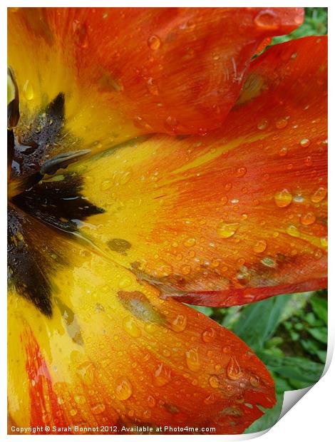 Tulip in the rain Print by Sarah Bonnot