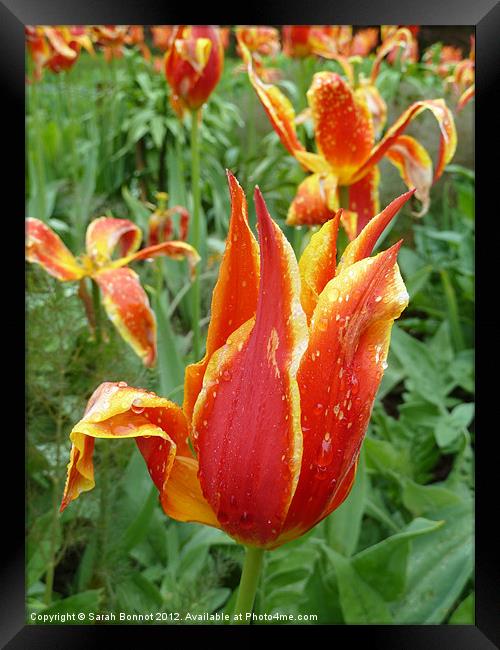 Tulips in rain shower Framed Print by Sarah Bonnot