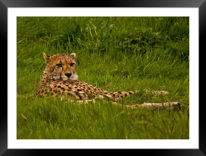 Cheetah Framed Mounted Print by Pam Sargeant
