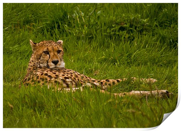 Cheetah Print by Pam Sargeant