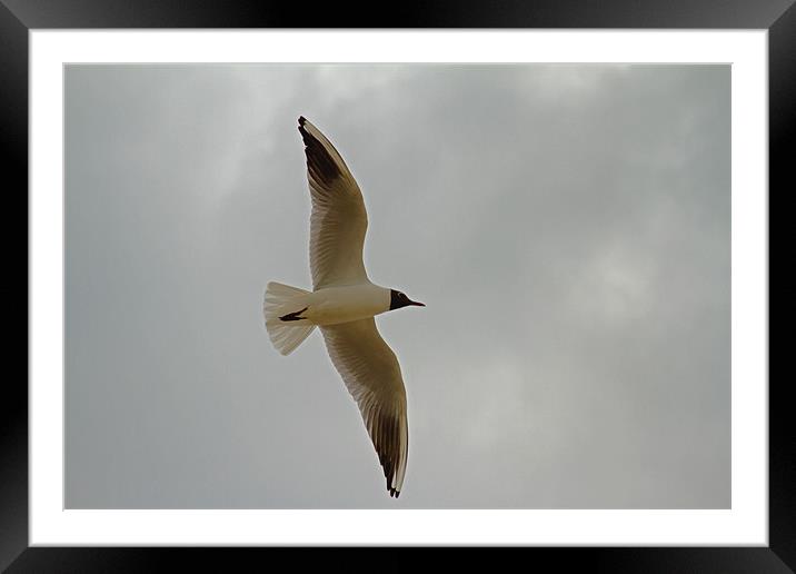 Black Headed Gull Framed Mounted Print by Bill Simpson