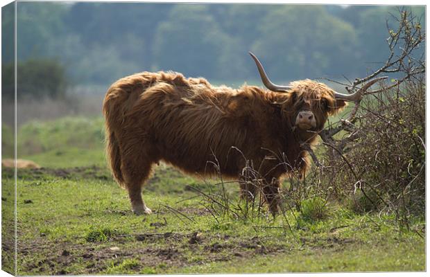 Scottish Long Horn Cattle Canvas Print by Bill Simpson