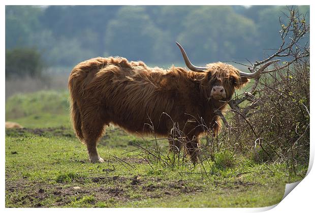 Scottish Long Horn Cattle Print by Bill Simpson