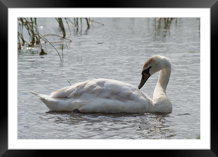 Juvenile Mute Swan Framed Mounted Print by Bill Simpson