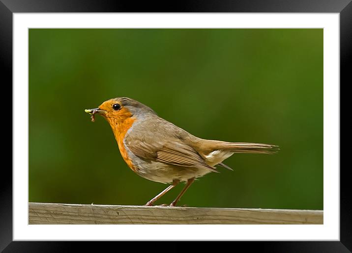 Robin with grub Framed Mounted Print by Bill Simpson