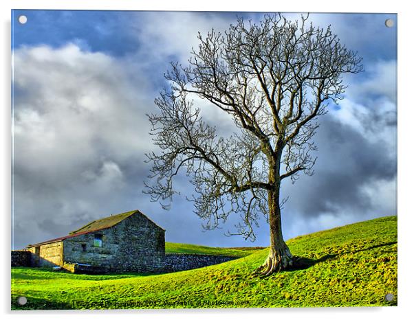 Keld Pasture Acrylic by Colin Williams Photography