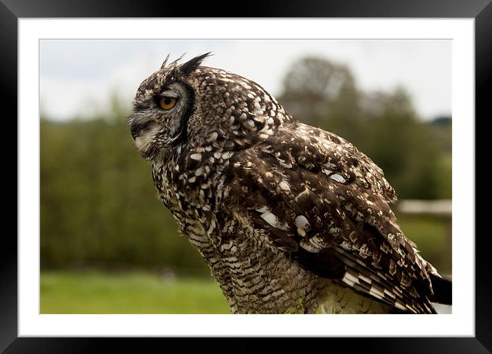 African Spotted Eagle Owl Framed Mounted Print by Dean Messenger