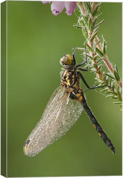 WHITE-FACED DARTER DRAGONFLY Canvas Print by Natures' Canvas: Wall Art  & Prints by Andy Astbury