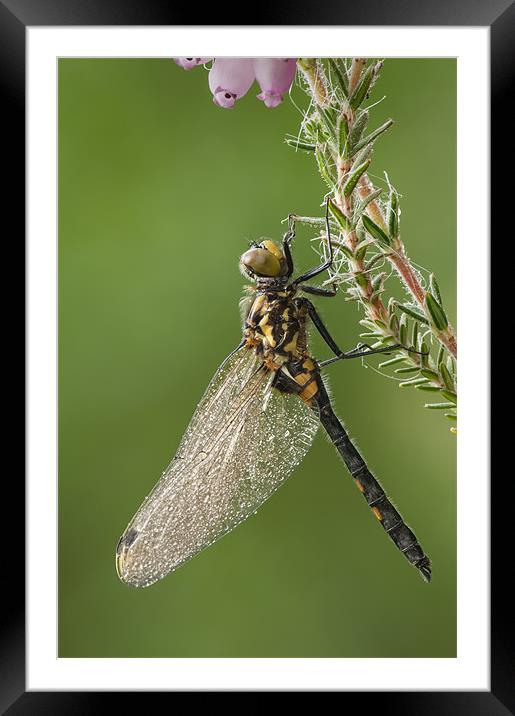 WHITE-FACED DARTER DRAGONFLY Framed Mounted Print by Natures' Canvas: Wall Art  & Prints by Andy Astbury
