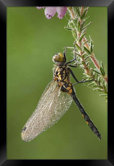 WHITE-FACED DARTER DRAGONFLY Framed Print by Natures' Canvas: Wall Art  & Prints by Andy Astbury