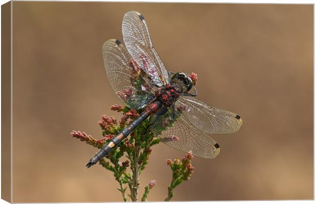 WHITE-FACED DARTER DRAGONFLY Canvas Print by Natures' Canvas: Wall Art  & Prints by Andy Astbury