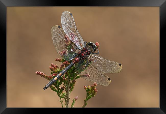 WHITE-FACED DARTER DRAGONFLY Framed Print by Natures' Canvas: Wall Art  & Prints by Andy Astbury