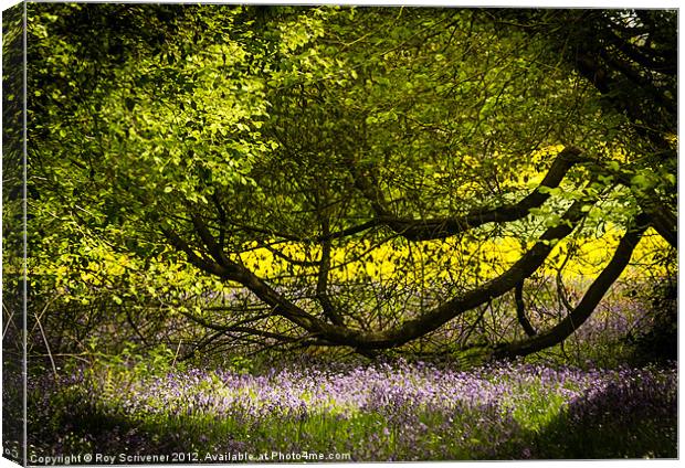 Purple, green and gold Canvas Print by Roy Scrivener
