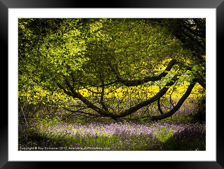 Purple, green and gold Framed Mounted Print by Roy Scrivener