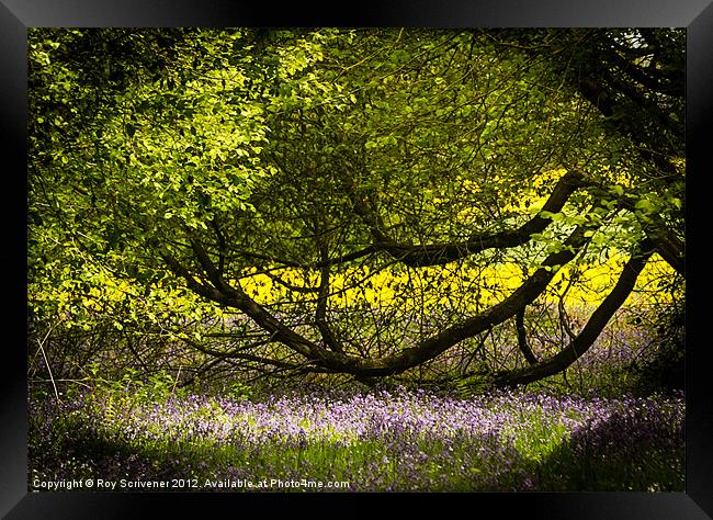 Purple, green and gold Framed Print by Roy Scrivener