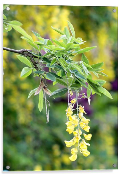 Sussex cascading Laburnum sprig. Acrylic by Marilyn PARKER