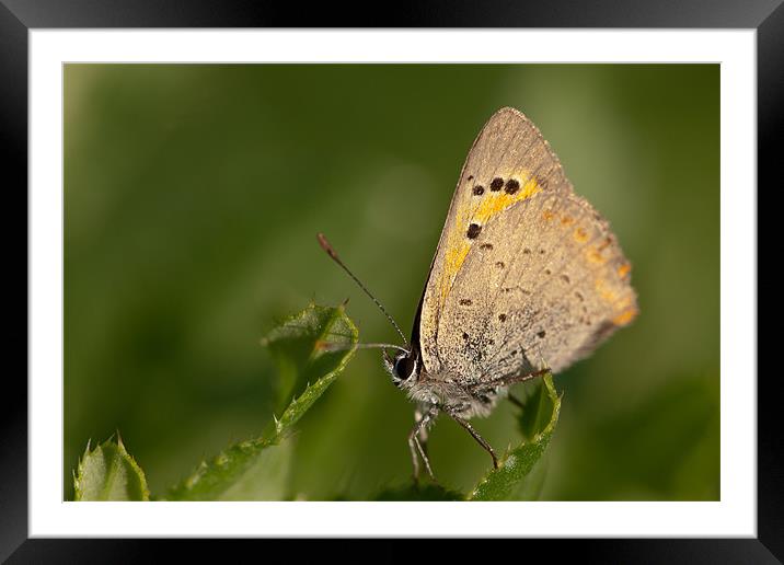 The Small Copper Framed Mounted Print by Olgast 