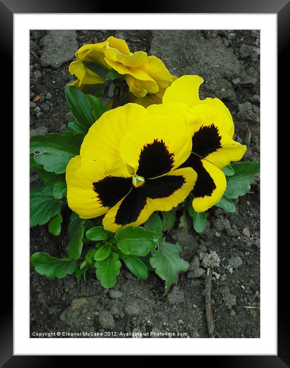 Bright Visions of Yellow! Framed Mounted Print by Eleanor McCabe