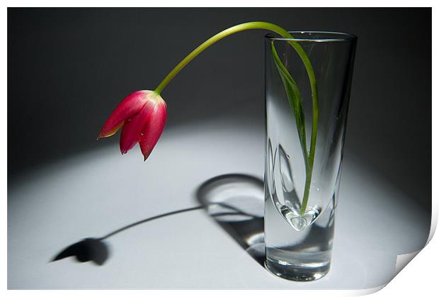 Single Red Tulip in Vase Print by Helen Northcott
