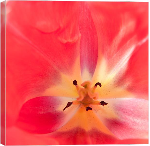Tulip Abstract Canvas Print by Helen Northcott