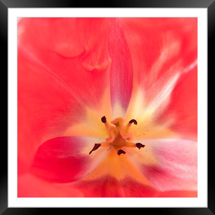 Tulip Abstract Framed Mounted Print by Helen Northcott