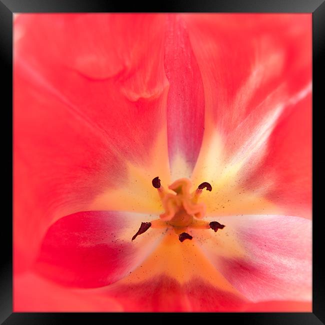 Tulip Abstract Framed Print by Helen Northcott