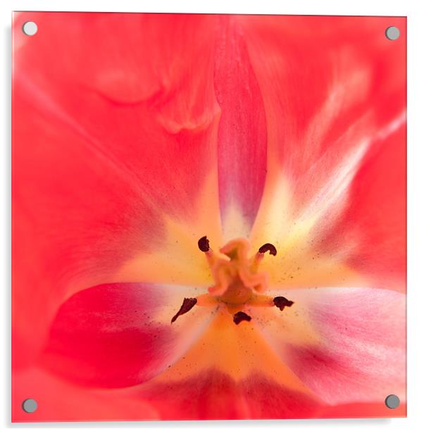 Tulip Abstract Acrylic by Helen Northcott