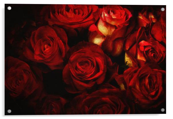 Bed Of Roses Acrylic by Chris Manfield