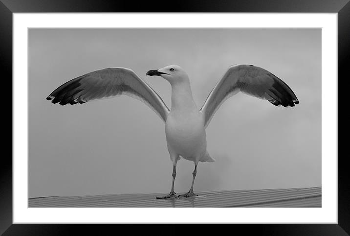 Proud Seagull Framed Mounted Print by chris kemp