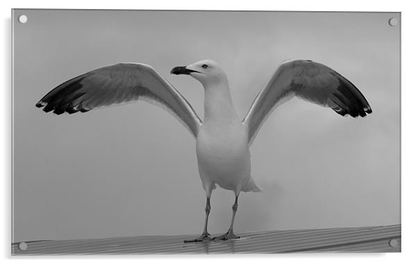Proud Seagull Acrylic by chris kemp