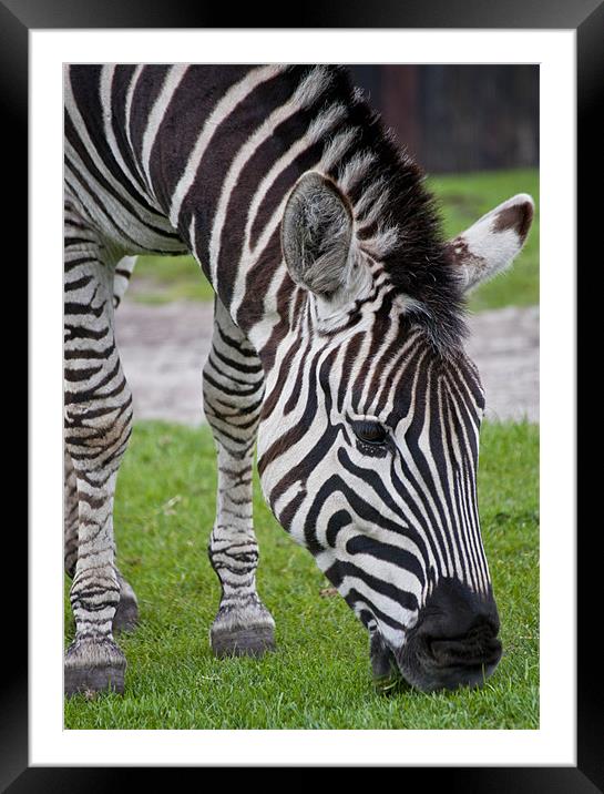 Zebra Framed Mounted Print by Pam Sargeant
