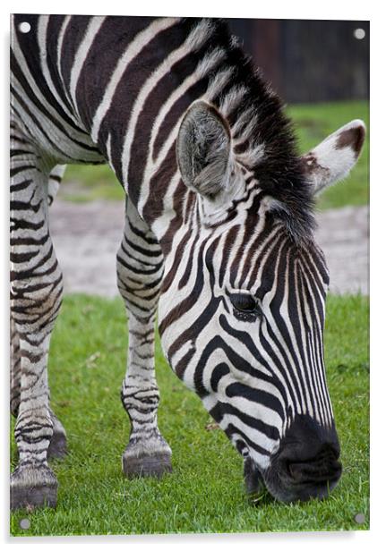 Zebra Acrylic by Pam Sargeant