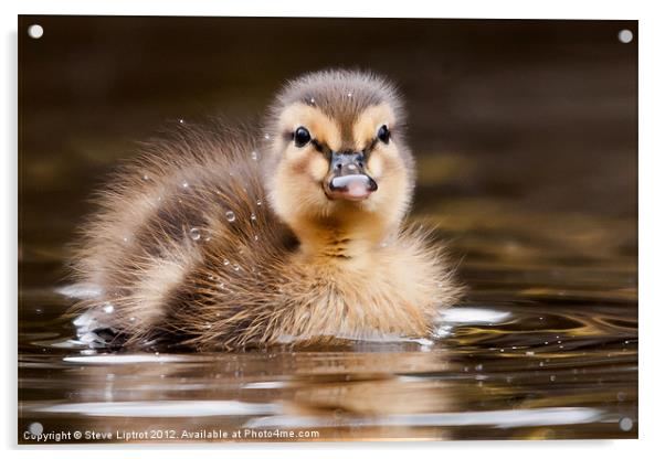 Mallard Duckling Acrylic by Steve Liptrot