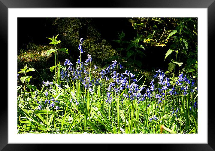 A Bluebell Woodland Framed Mounted Print by Laura McGlinn Photog