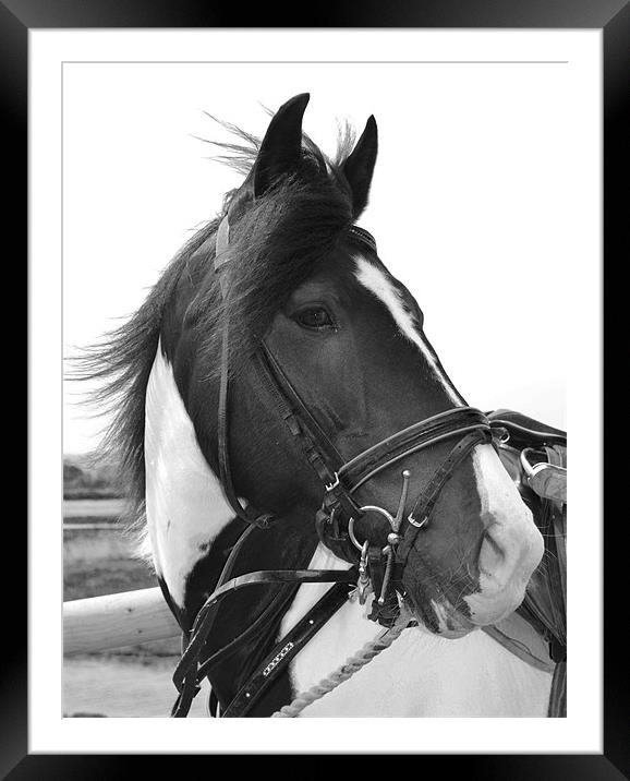 Horse In The Wind Framed Mounted Print by Matt Knight