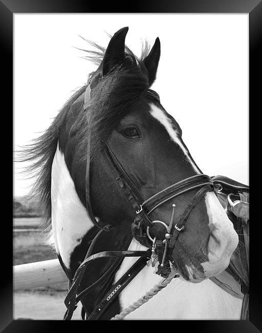 Horse In The Wind Framed Print by Matt Knight