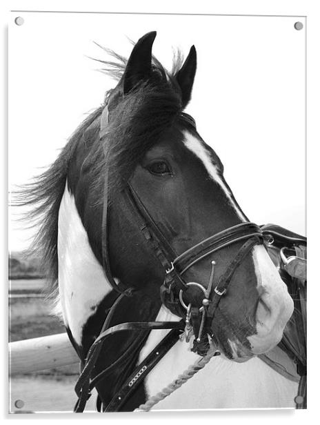 Horse In The Wind Acrylic by Matt Knight