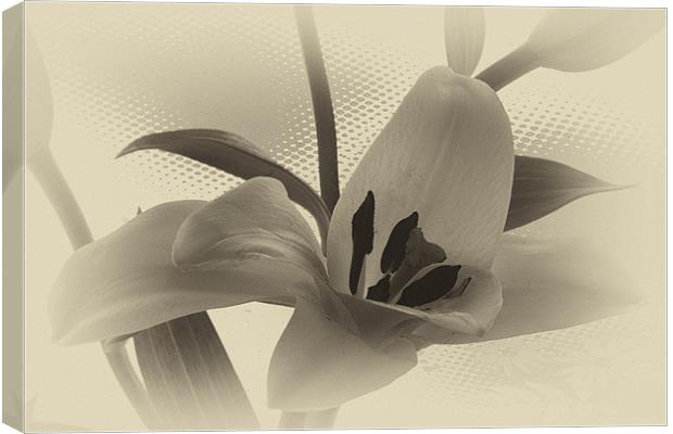 Sepia lilly. Canvas Print by paul cowles