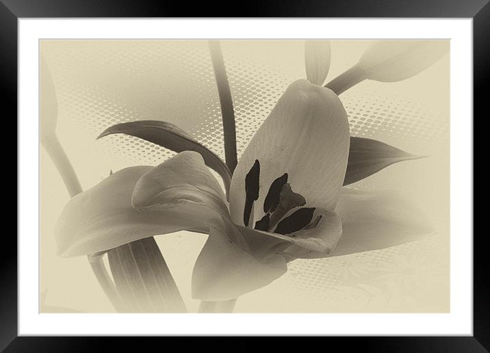 Sepia lilly. Framed Mounted Print by paul cowles