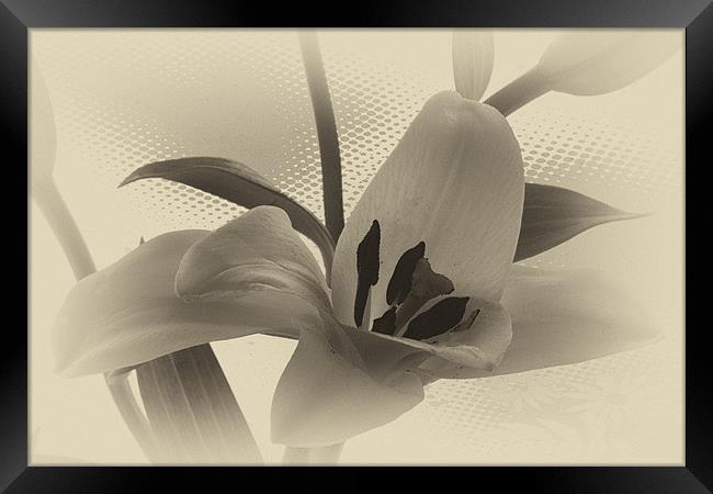 Sepia lilly. Framed Print by paul cowles
