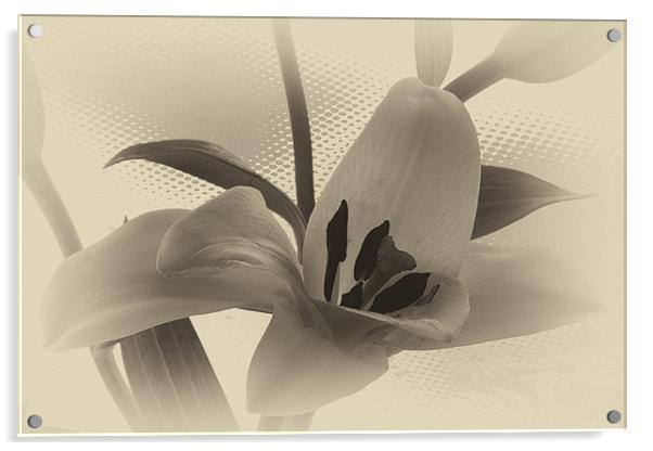 Sepia lilly. Acrylic by paul cowles