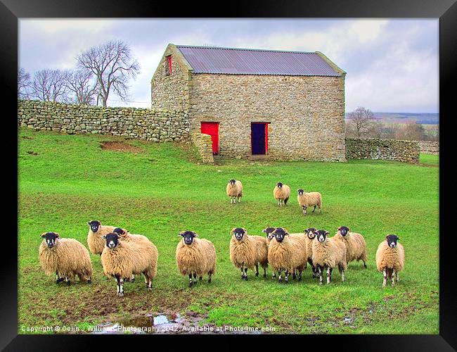 Sheep - Wensleydale Framed Print by Colin Williams Photography