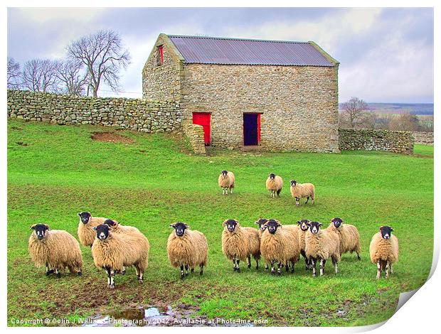 Sheep - Wensleydale Print by Colin Williams Photography