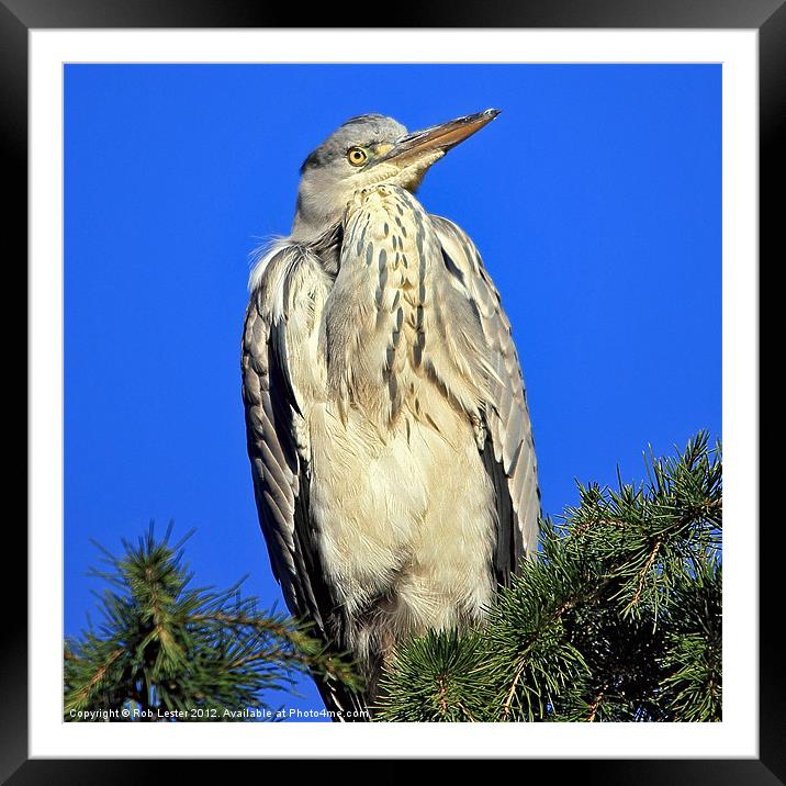 Grey Heron Framed Mounted Print by Rob Lester