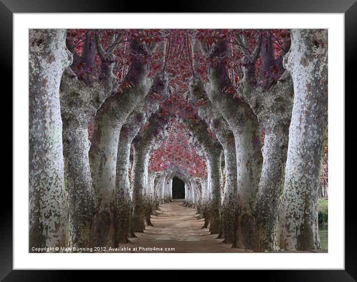 Woodland Walk red leaves Framed Mounted Print by Mark Bunning