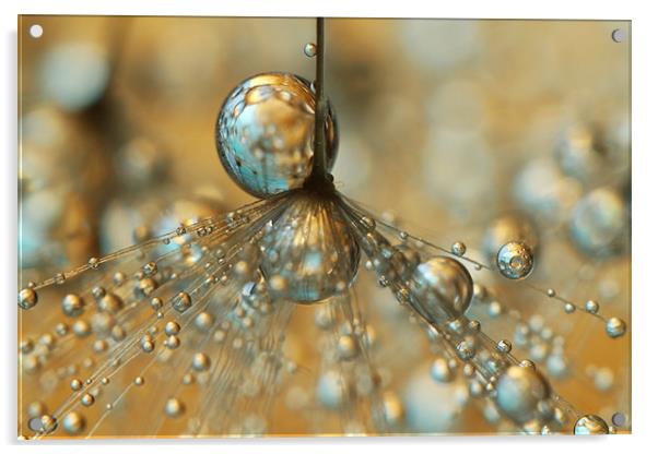 Golden Dandy Shower Acrylic by Sharon Johnstone