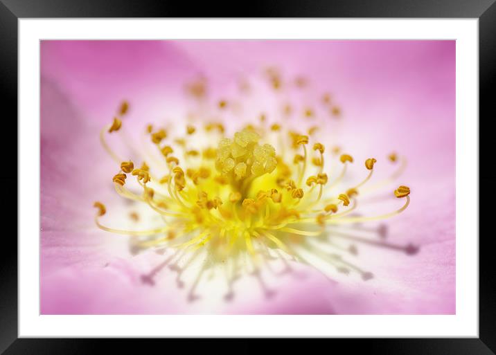 Wild Rose Framed Mounted Print by Mary Lane