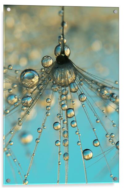 Dandy Shower Acrylic by Sharon Johnstone