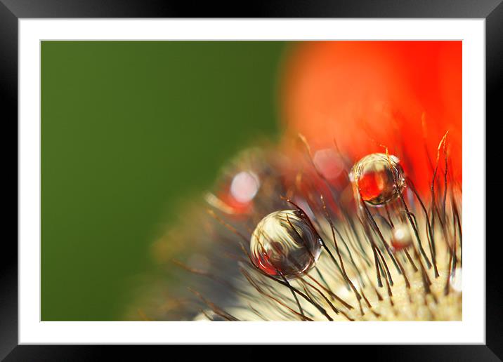 Poppy Drop Abstract Framed Mounted Print by Sharon Johnstone